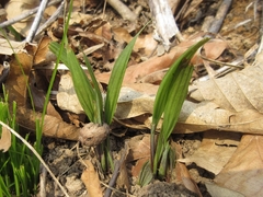 Iris rossii