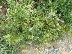 Lepidium crassum