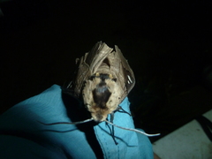 Lophostethus dumolinii