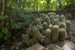 Mammillaria sheldonii