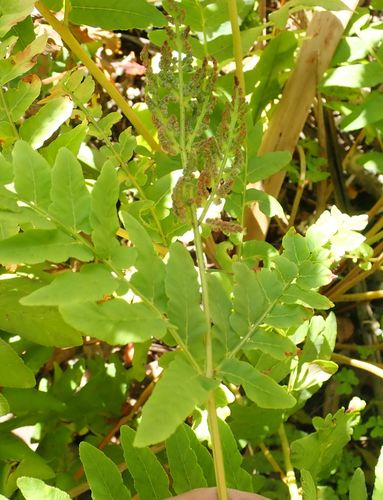 Royal fern