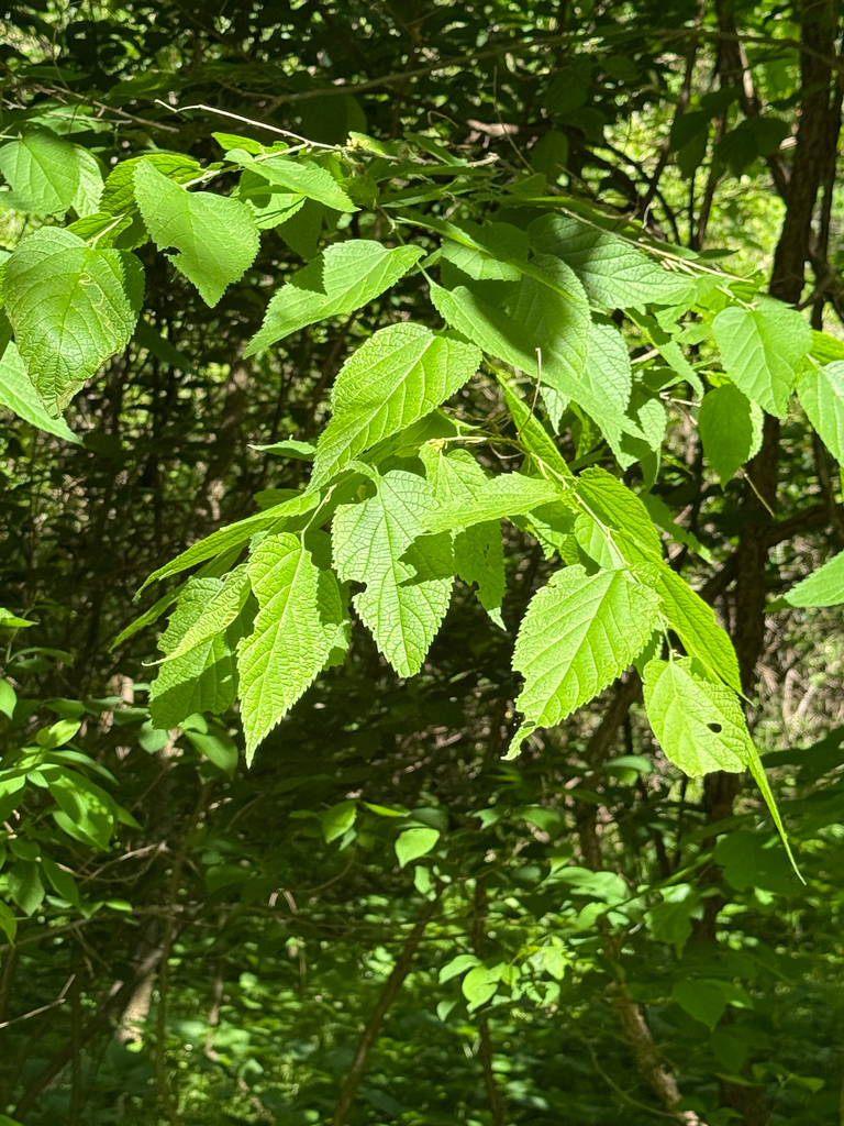 Hackberry Wisconsin common hackberry from Katy Trail, Defiance, MO, US on April 26, 2026 at ...
