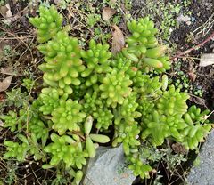 Sedum × rubrotinctum