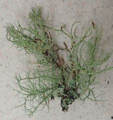 Usnea inermis