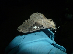 Lophostethus dumolinii