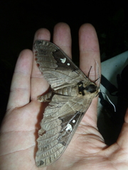 Lophostethus dumolinii