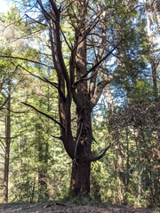 Pseudotsuga