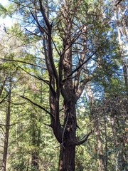 Pseudotsuga