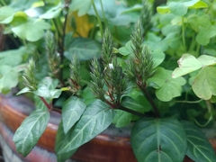 Lepidagathis inaequalis