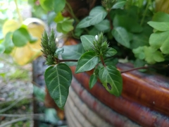 Lepidagathis inaequalis