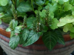 Lepidagathis inaequalis