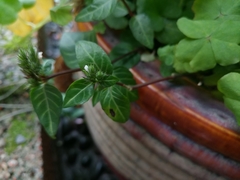 Lepidagathis inaequalis