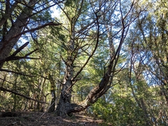 Pseudotsuga