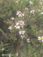 Woolly Buttons (Adenachaena)