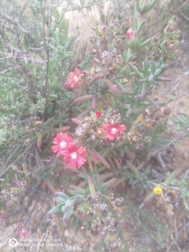 Delosperma multiflorum, photograph 5