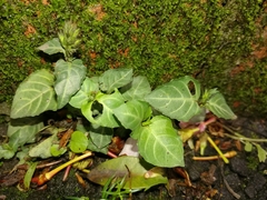 Lepidagathis inaequalis