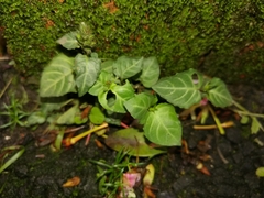 Lepidagathis inaequalis