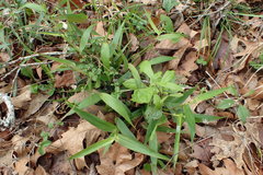 Dichanthelium commutatum