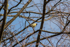 Parus major