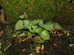 Lepidagathis inaequalis