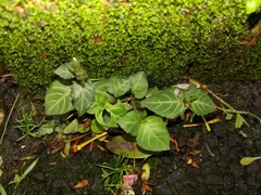 Lepidagathis inaequalis