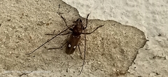 Gnatholea eburifera
