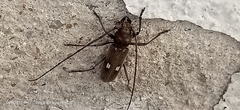 Gnatholea eburifera