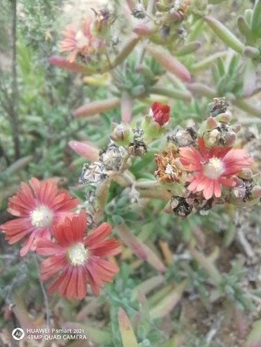 Delosperma multiflorum, photograph 6