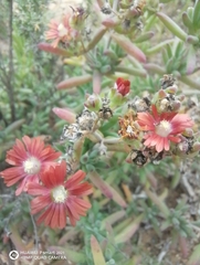 Delosperma multiflorum, photograph author not stated, no rights reserved