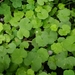 Hydrocotyle nepalensis - Photo (c) 煥程, some rights reserved (CC BY-NC-ND), uploaded by 煥程