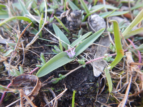 Lachenalia calcicola
