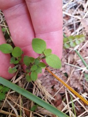 Coprosma pseudociliata