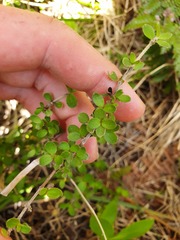 Coprosma pseudociliata