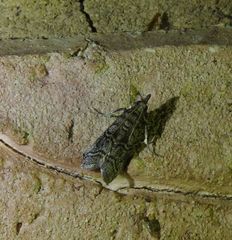 Ctenomeristis subfuscella