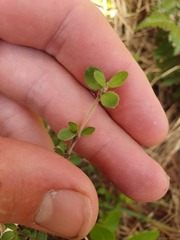 Coprosma pseudociliata