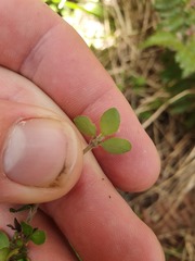 Coprosma pseudociliata