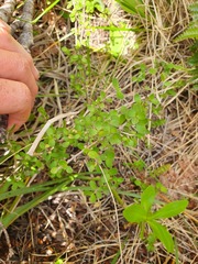 Coprosma pseudociliata
