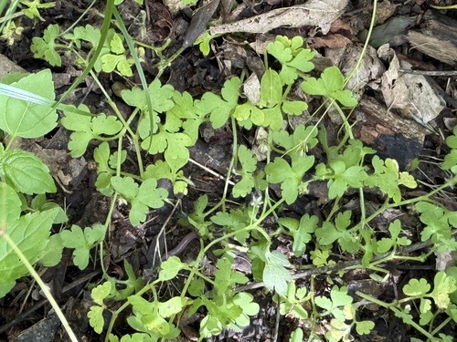 Nemophila aphylla, 2026-04-30
