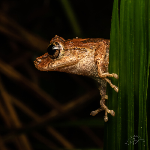Brien's Snouted Treefrog, Ololygon brieni