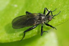 Rhamphomyia