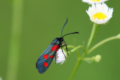 Zygaena angelicae