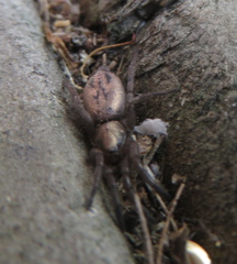 Scotophaeus pretiosus