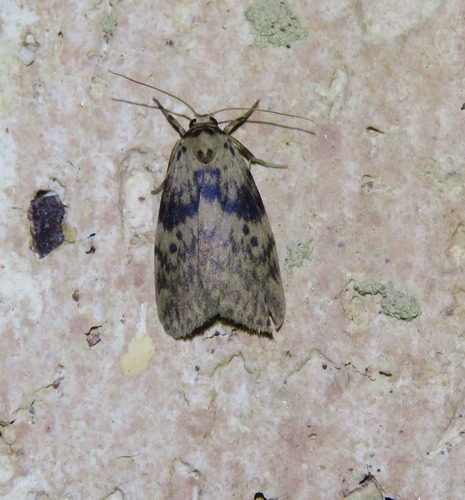Neobrocha