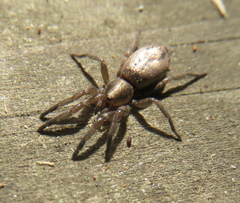 Scotophaeus pretiosus