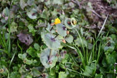 Erythranthe glaucescens