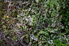 Erythranthe glaucescens