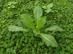 Sonchus asper