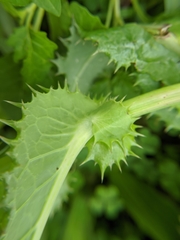 Sonchus asper