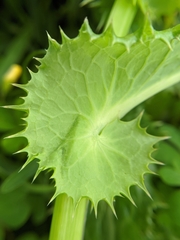 Sonchus asper