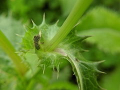Sonchus asper